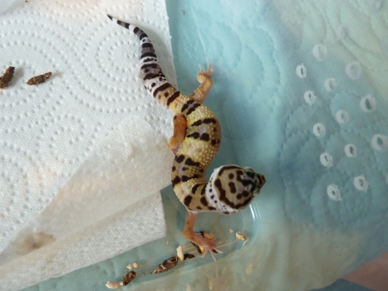 femelle - Hypotangerine het tremper - nee le 16.07.13